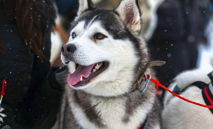 如果一生只养一只狗你会在以下三个品种犬中选择哪一个