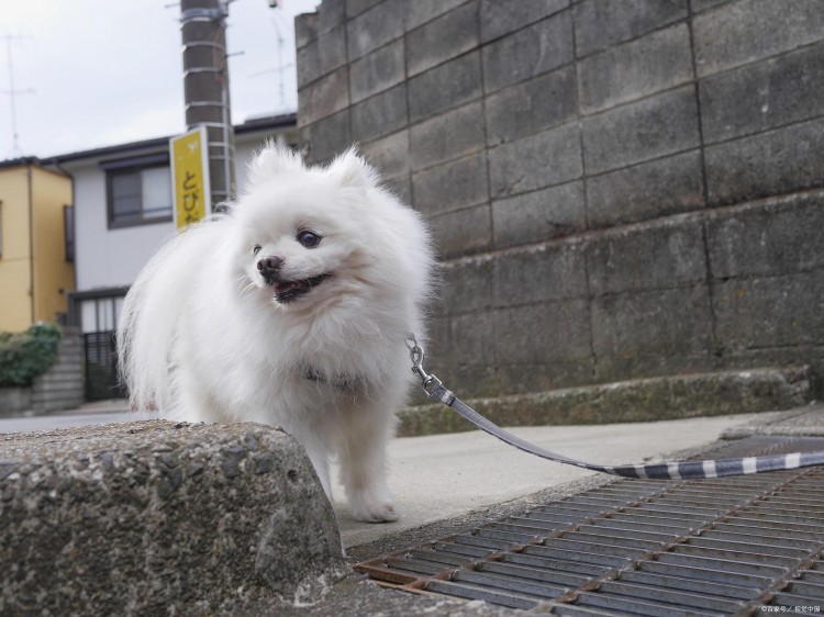 狗的八大疾病，竟然和人类如此相似