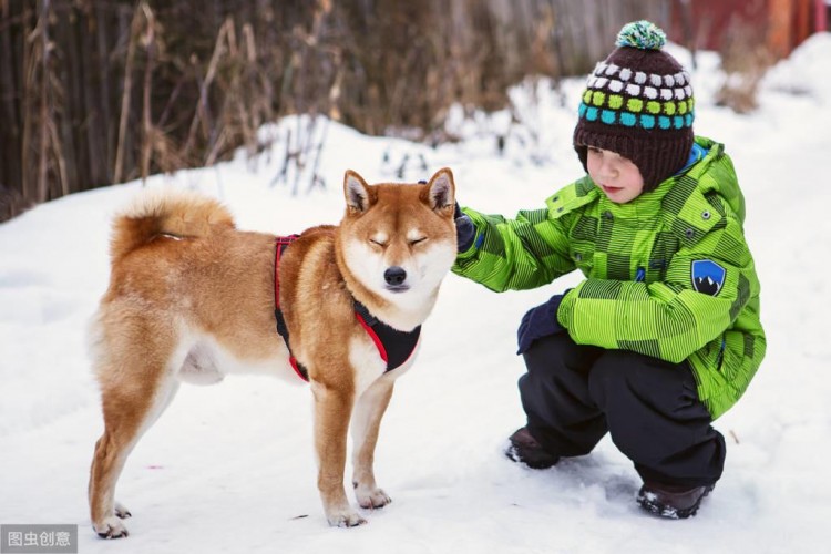 戏精柴犬的活动量如何宠主：能遛垮你！