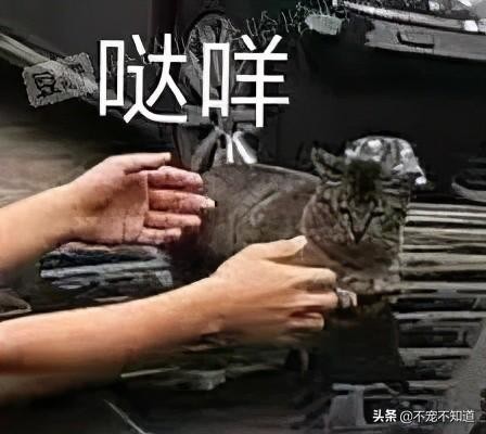 流浪猫霸占车顶不说还让车主给它行大礼…