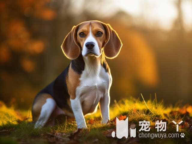 拉布拉多犬8大误区，你注意了吗？