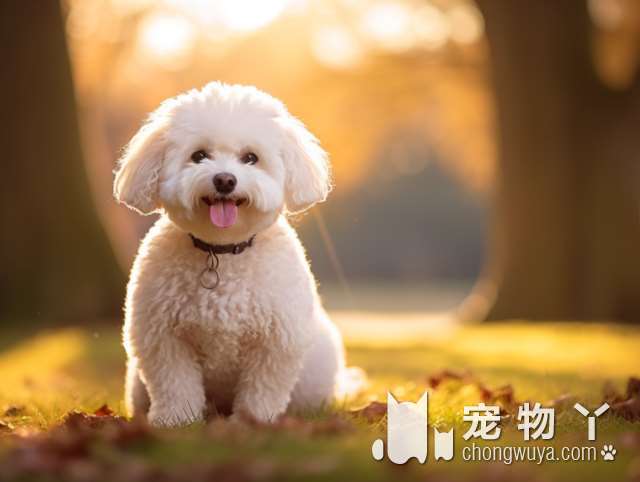 吉娃娃犬什么颜色的比较纯正？